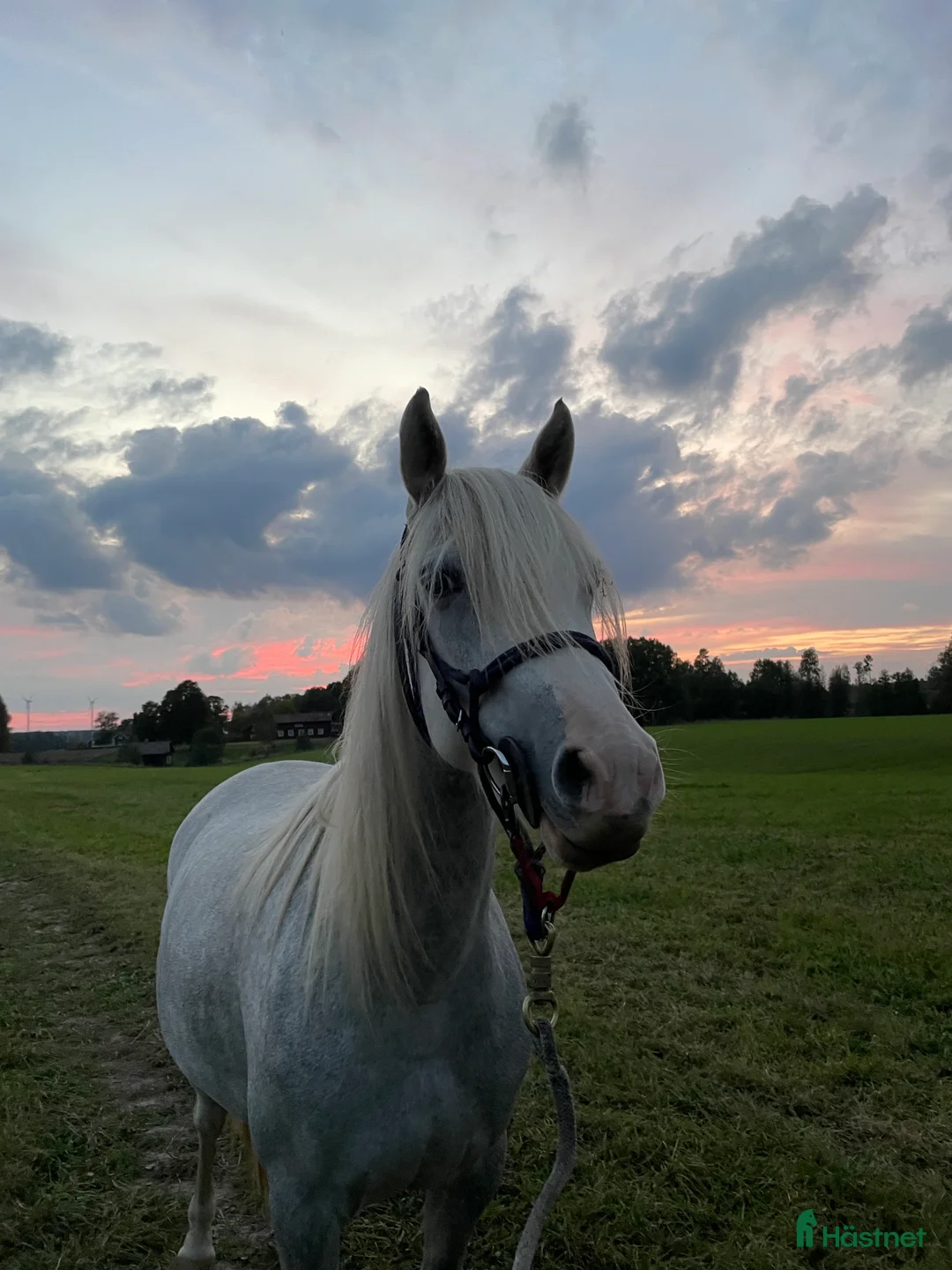 Allround hästar till salu: Vackert Welsh ponnysto  i Lyrestad - Annons 3