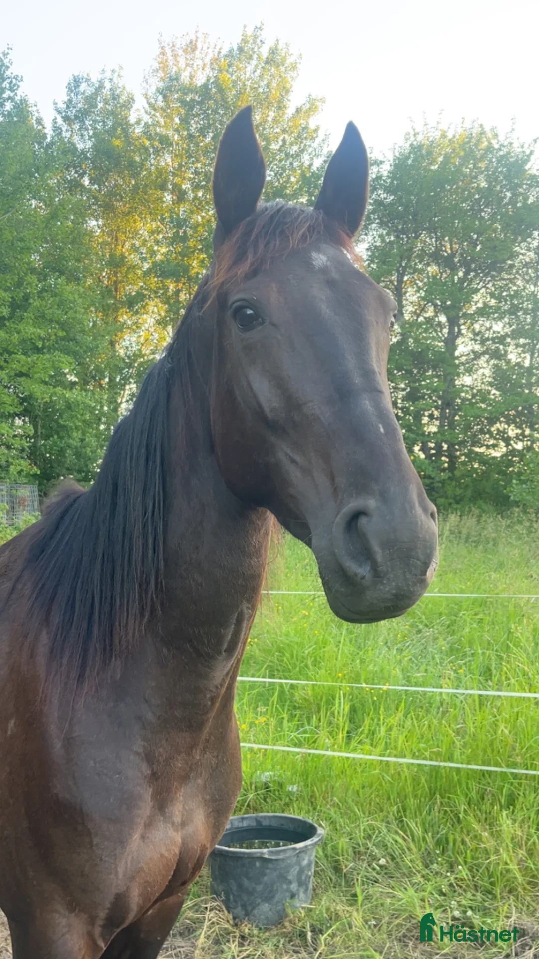 Allround hästar till salu: Snäll 5 åring i Örebro - Annons 1