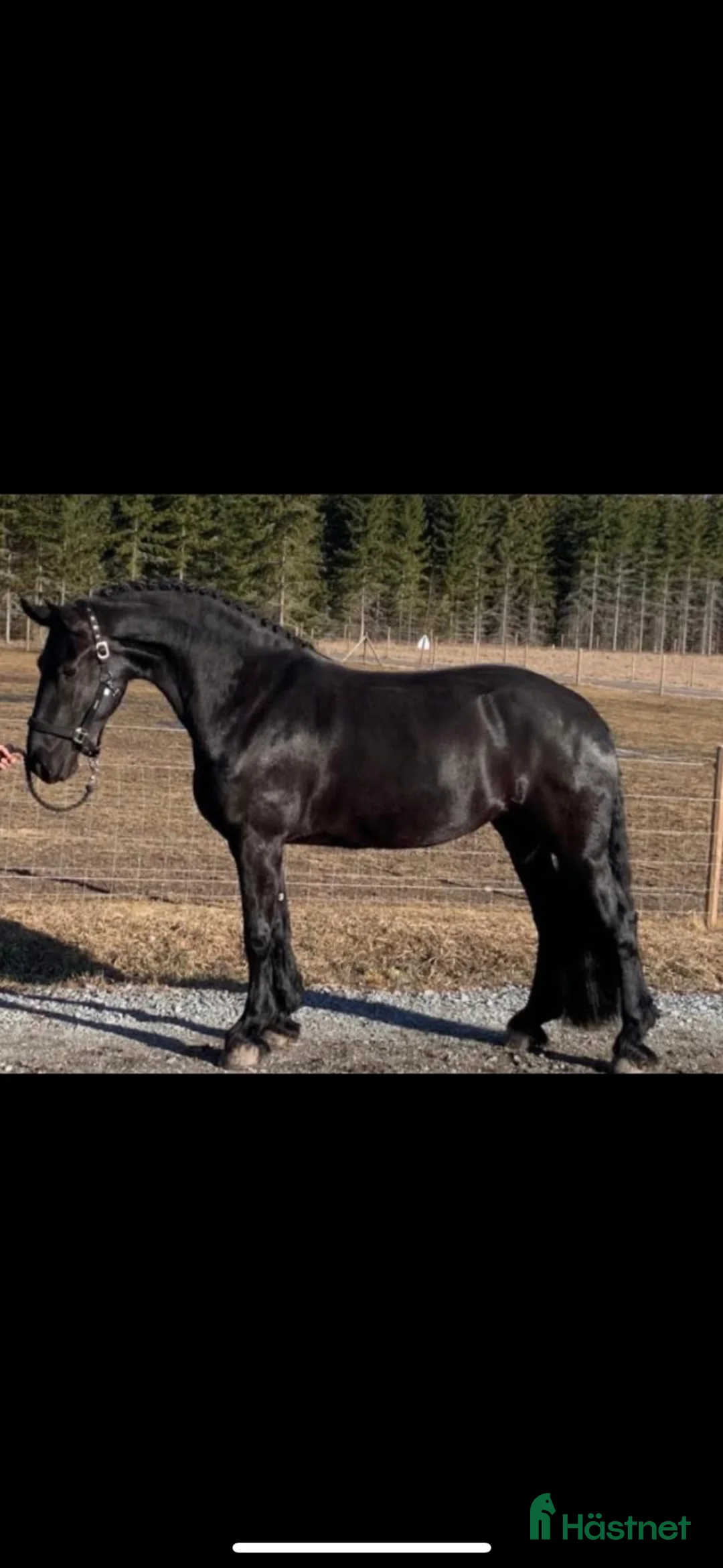 Dressyr hästar till salu: Lyxig hobbyhäst - Annons 2
