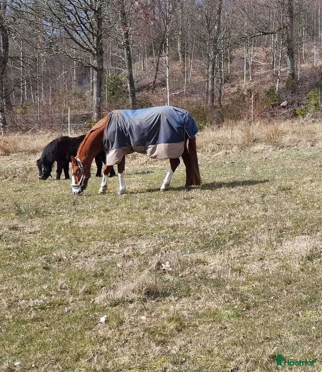  foderhäst sökes: Söker foderhäst i Vårgårda - Annons 4