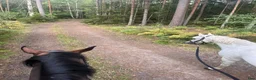 Allround hästar till salu: Sockersöt welshponny  - Annons 2