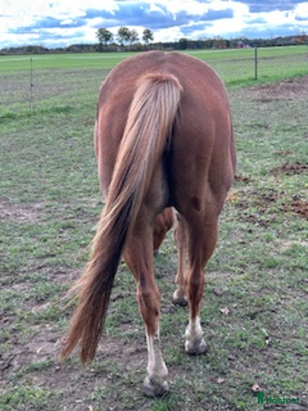 Western hästar till salu: Fint APHA Avelssto ! i Löberöd - Annons 5