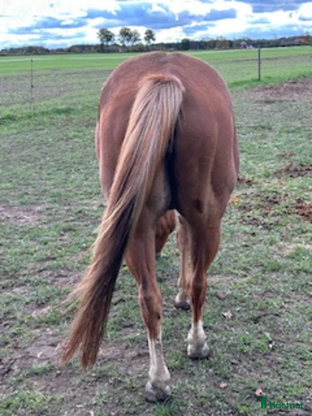 Western hästar till salu: Fint APHA Avelssto ! i Löberöd - Annons 5