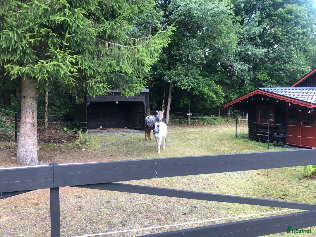  stallplats finnes: Stallplats uthyres till Islandshäst / ponny  i Mölnlycke - Annons 14