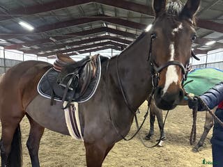 hästar Fint hoppsto i Fjälkinge - Annons 12