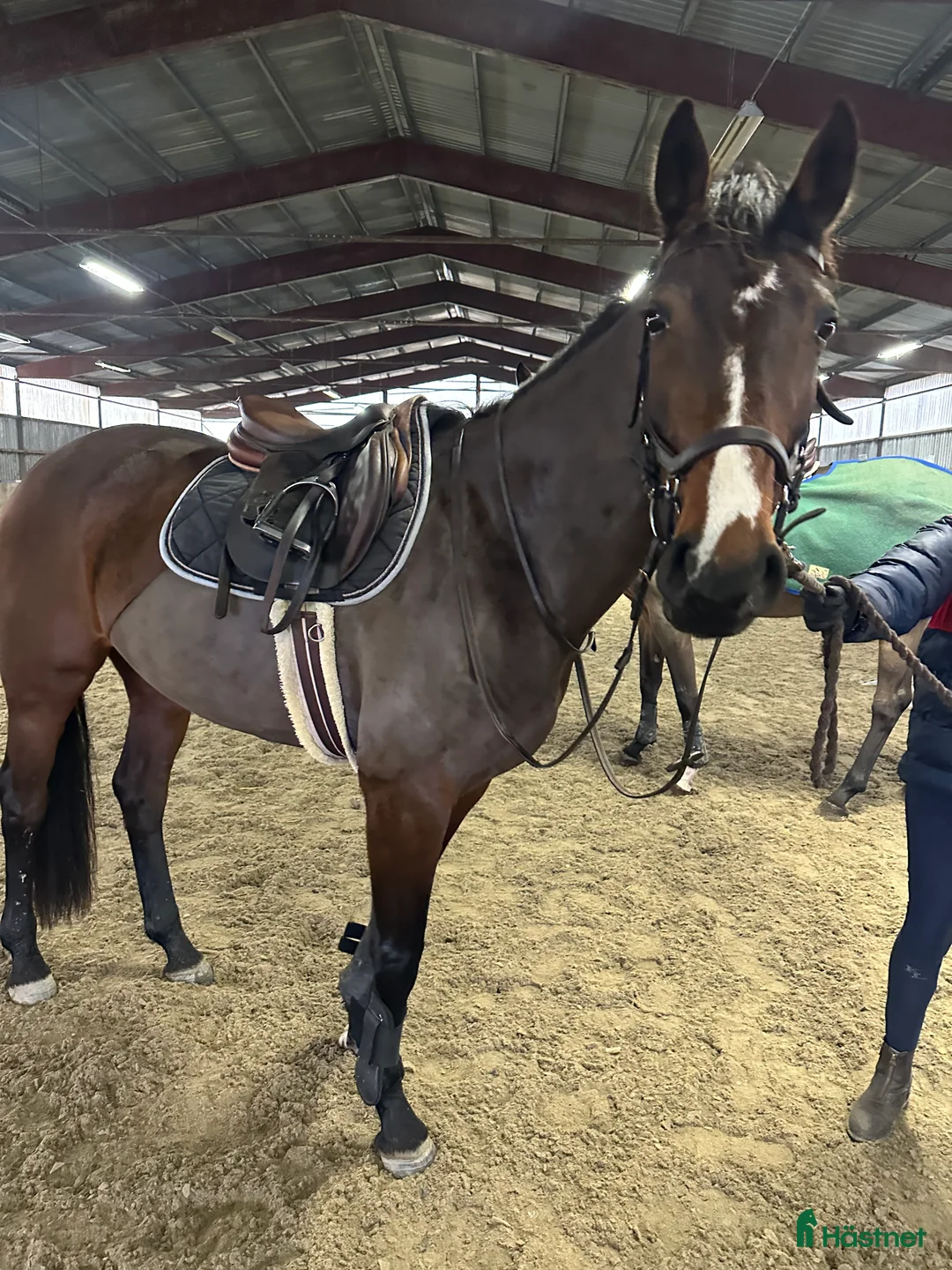 Hoppning hästar till salu: Fint hoppsto  i Fjälkinge - Annons 1