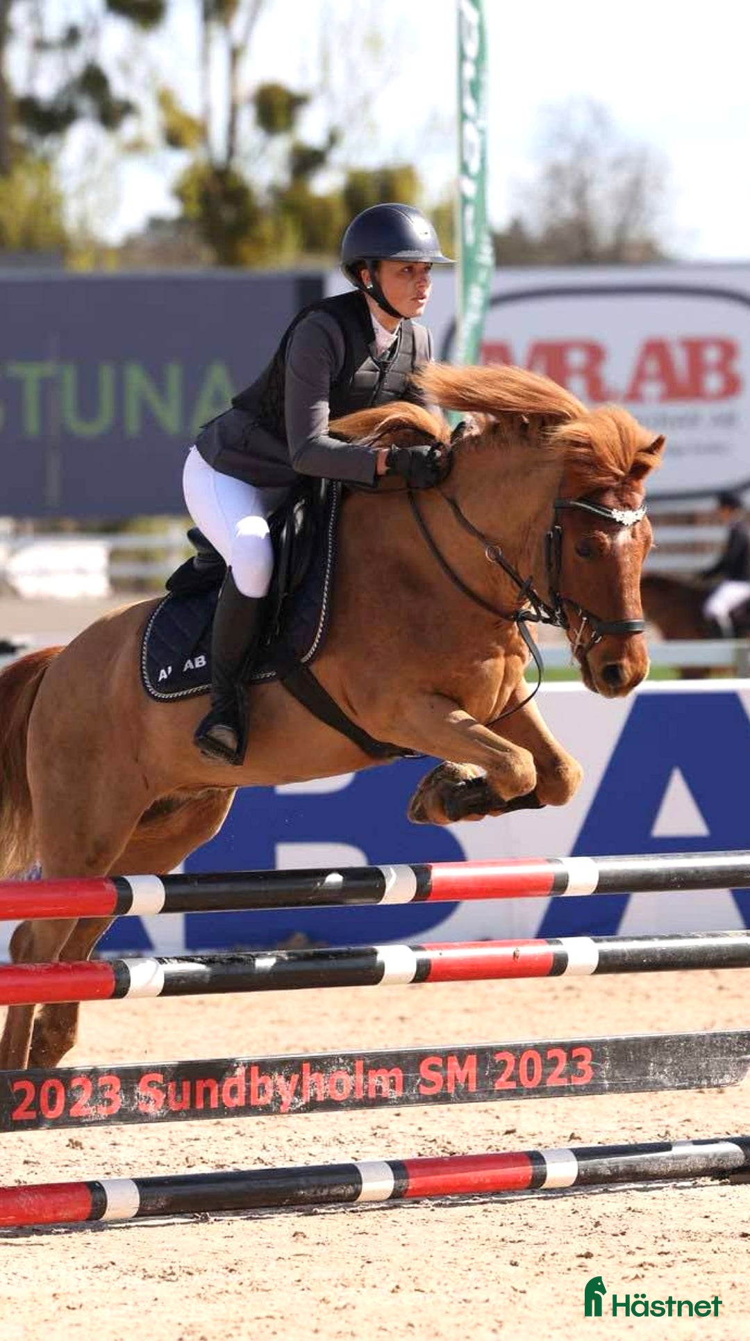 Allround hästar till salu: Arre söker ny kompis för nya äventyr! i Västerås - Annons 5