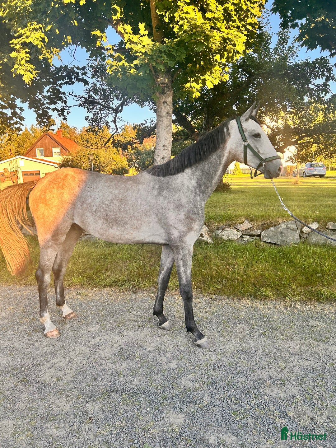 Hoppning hästar till salu: Oslipad diamant  i Tenhult - Annons 1