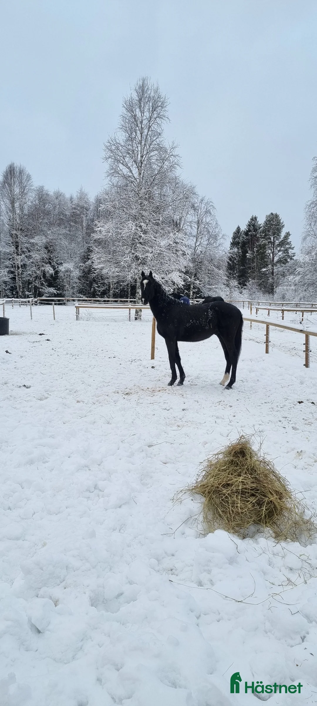 Avelshästar hästar till salu: Avelssto - Annons 2