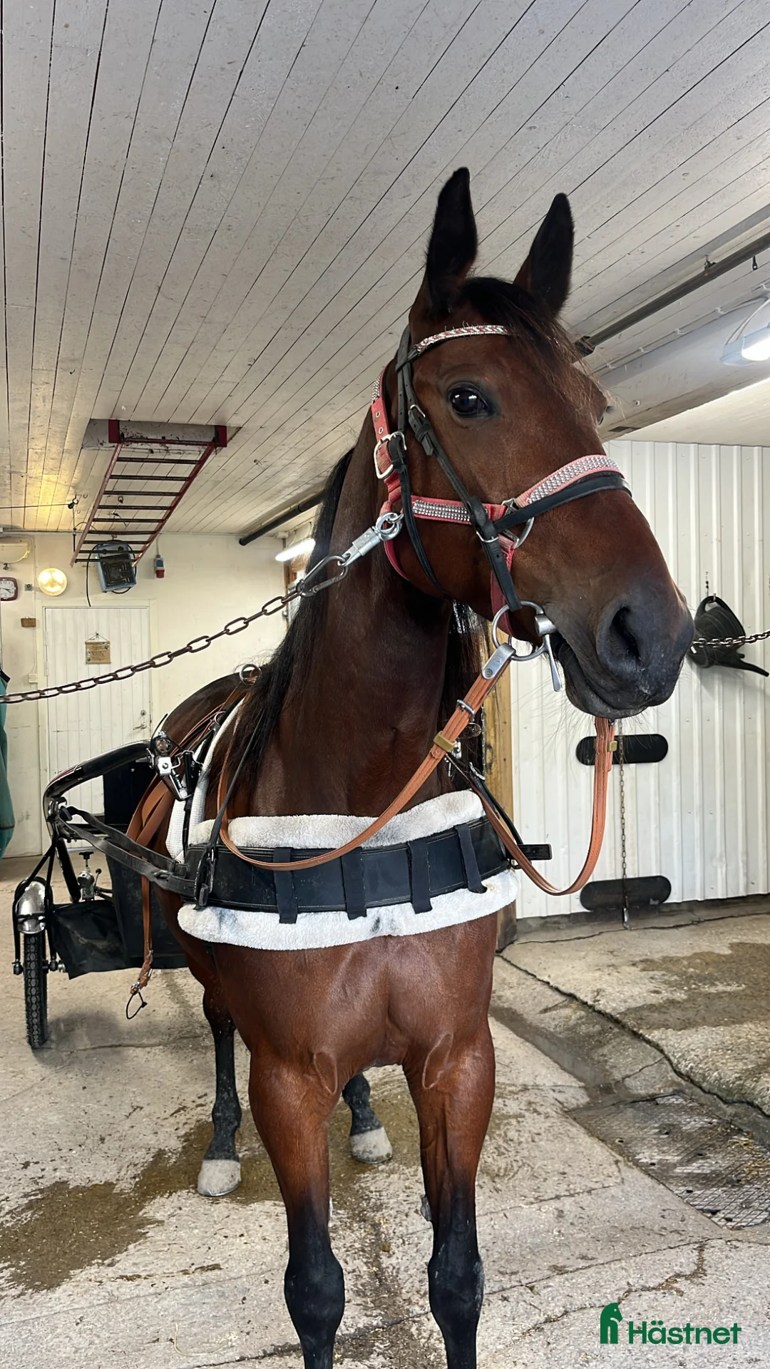 Allround hästar till salu: Trevligt sto söker sin människa i Östersund - Annons 2
