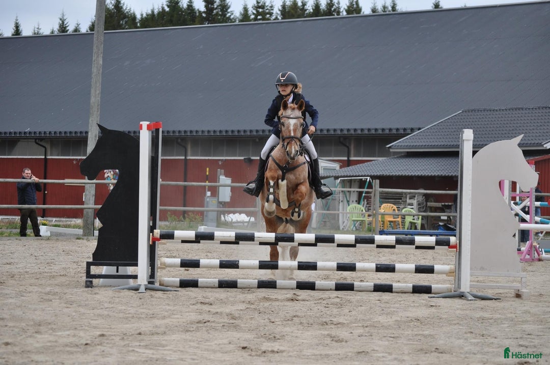 Hoppning hästar till salu: Snäll och mysig ponny med power  i Åmål - Annons 4