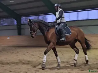 hästar Fullblodsvalack med energi - Annons 5