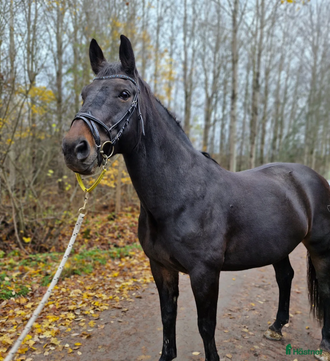 Allround hästar till salu: Mysigt halvblod utlånas - Annons 2