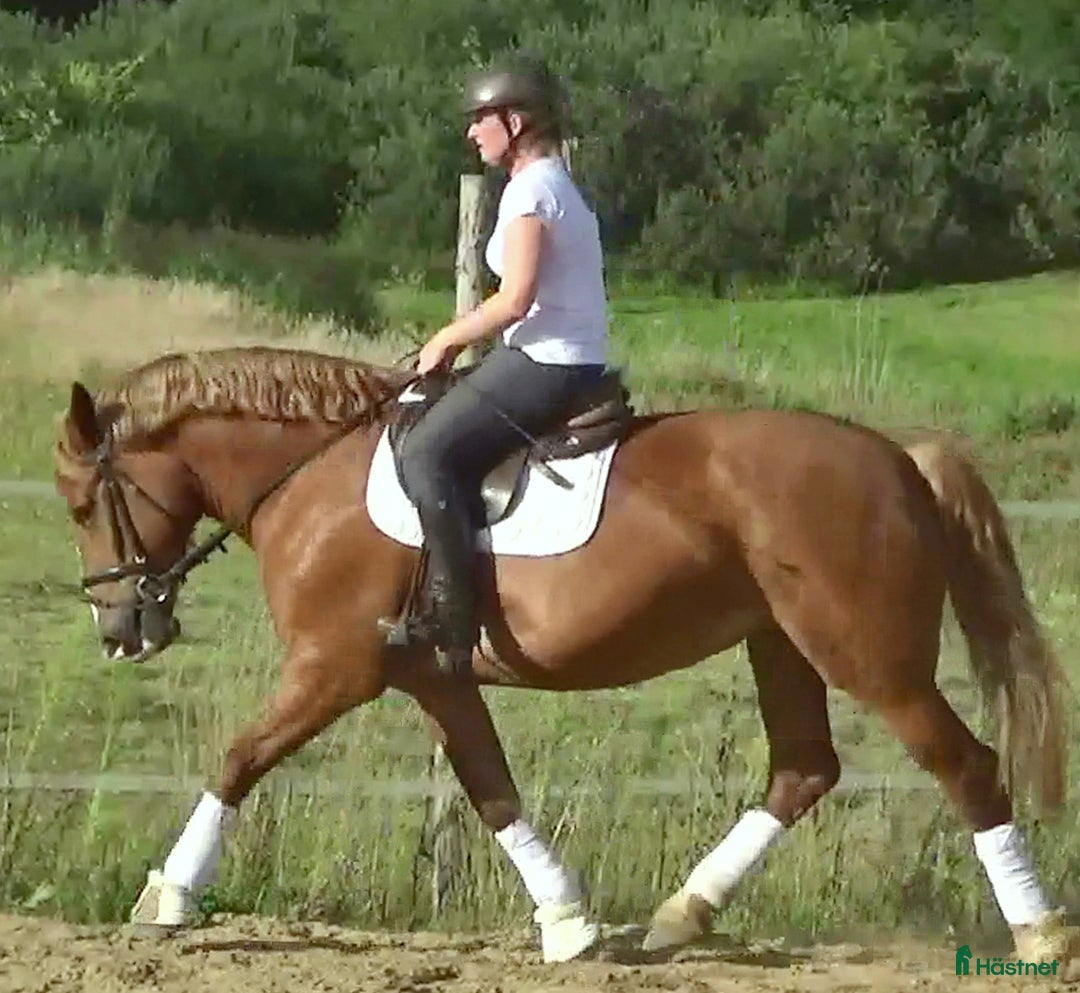 Allround hästar till salu: Fantastic bombproof Princess i Örsundsbro - Annons 18