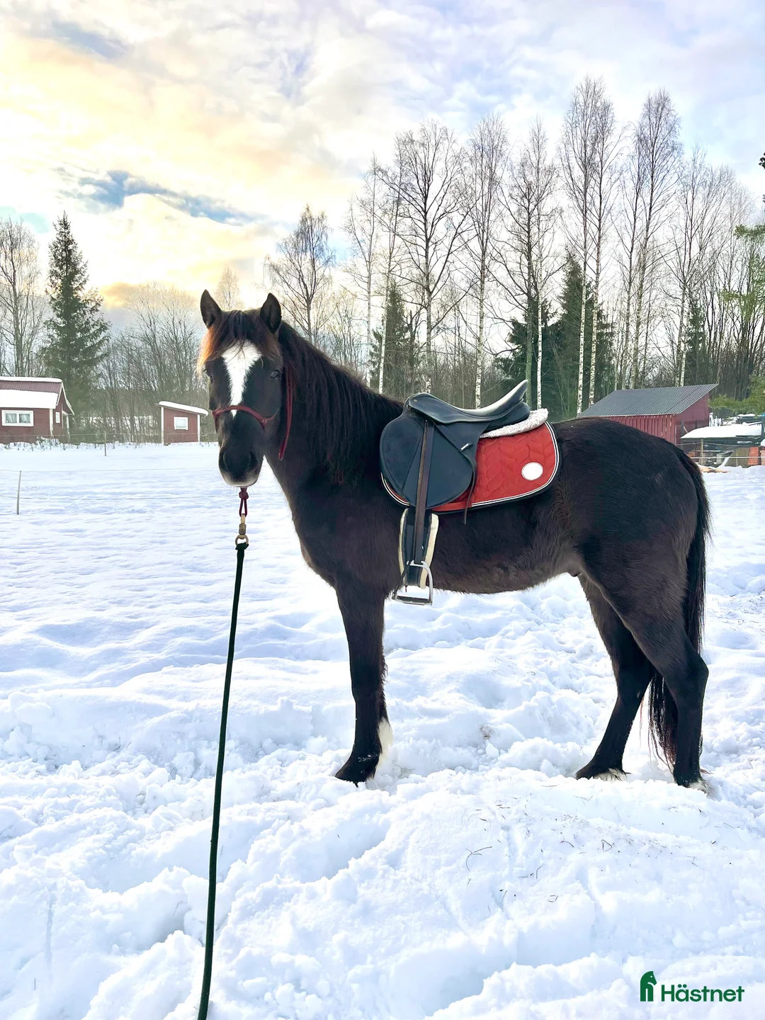 Allround hästar till salu: Blivande tävlingsponny eller lyxig hobbyhäst - Annons 2