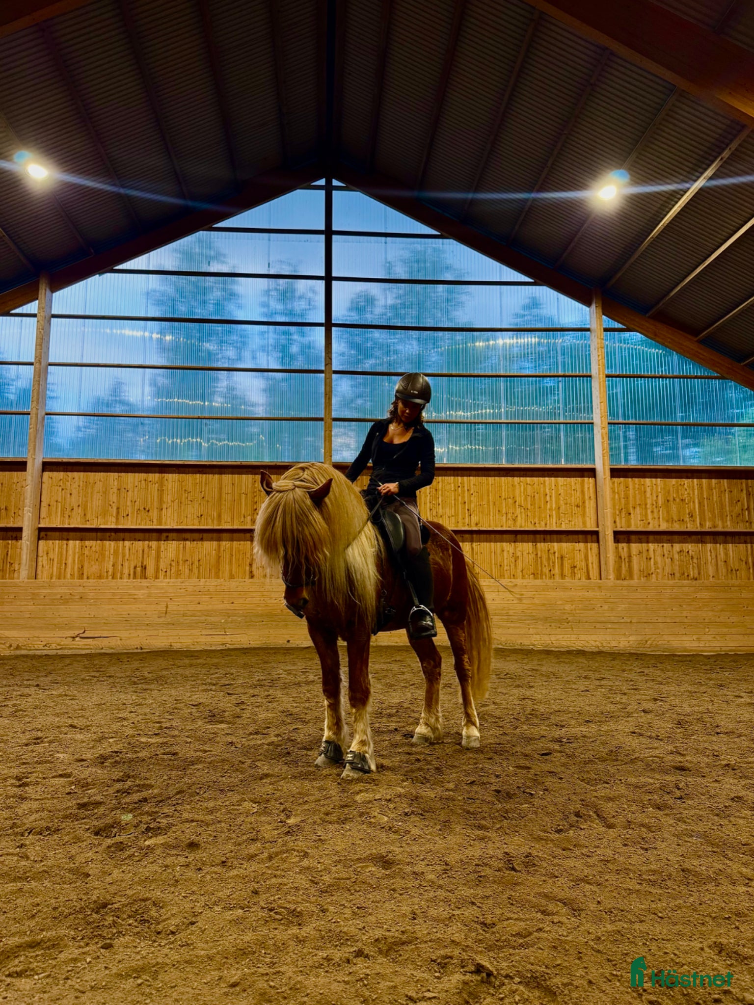 Island hästar till salu: Vacker hårfager valack med potential! - Annons 1