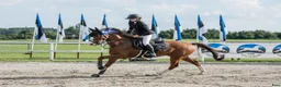 Hoppning hästar till salu: Försiktig valack 162 cm, 1,20 m – Estland i Stockholm - Annons 3