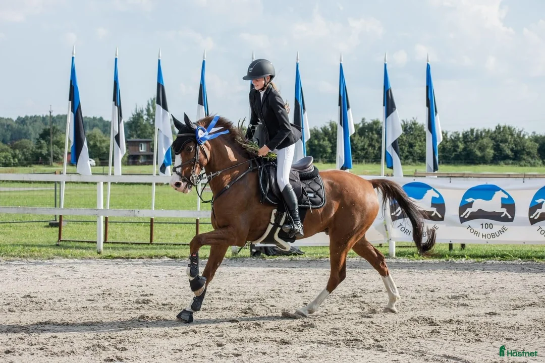 Hoppning hästar till salu: Försiktig valack 162 cm, 1,20 m – Estland i Stockholm - Annons 3