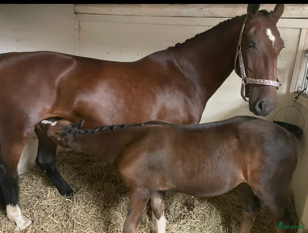 Avelshästar hästar till salu: Avelssto - Annons 4