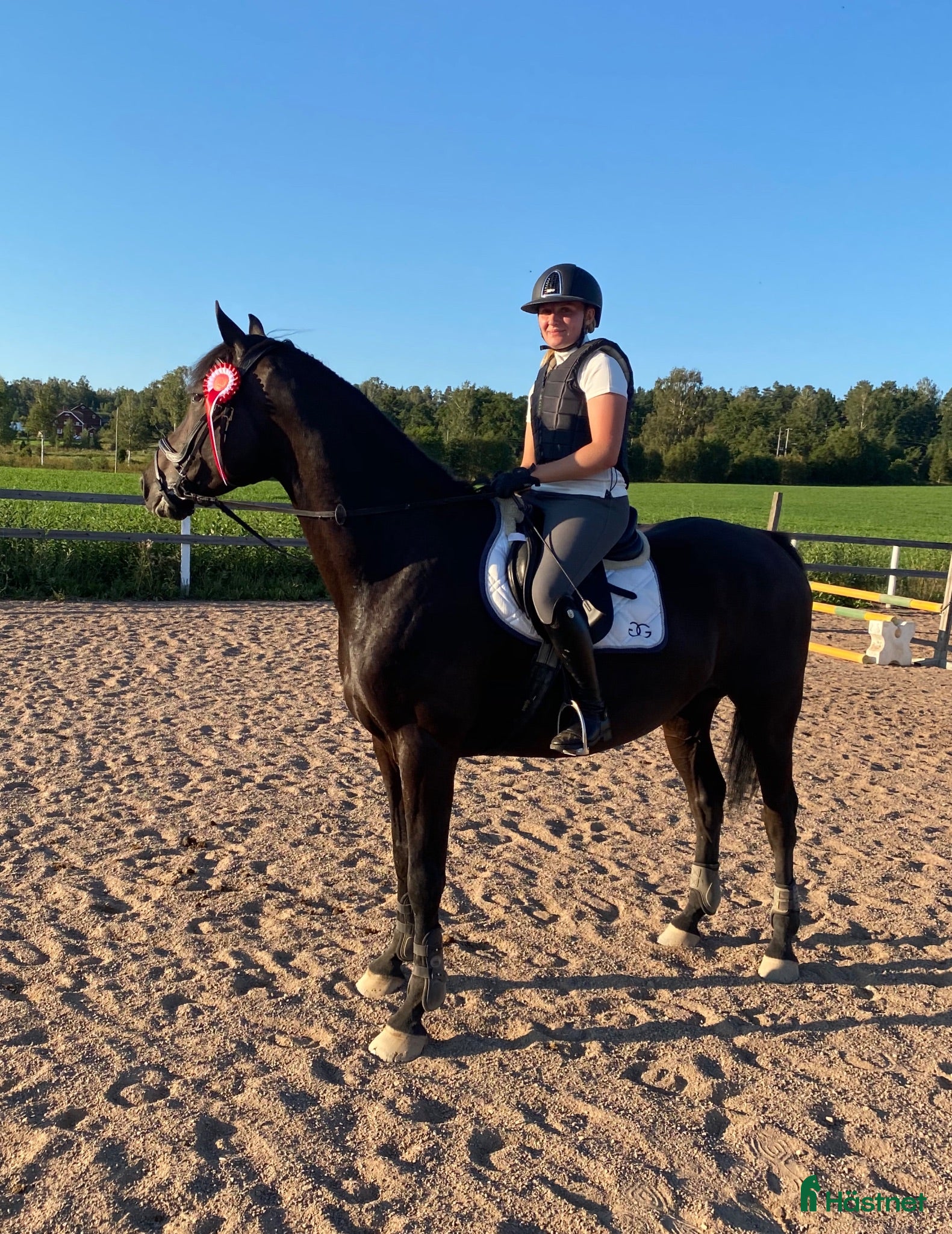  hästar Calypso – valack f. 2014 ❤️ - Annons 7