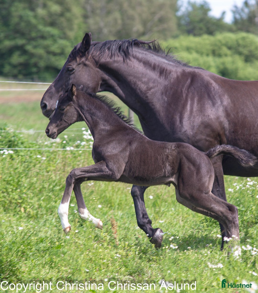 Dressyr hästar till salu: 2 hingstföl och ett stoföl dressyr i Norrtälje - Annons 6