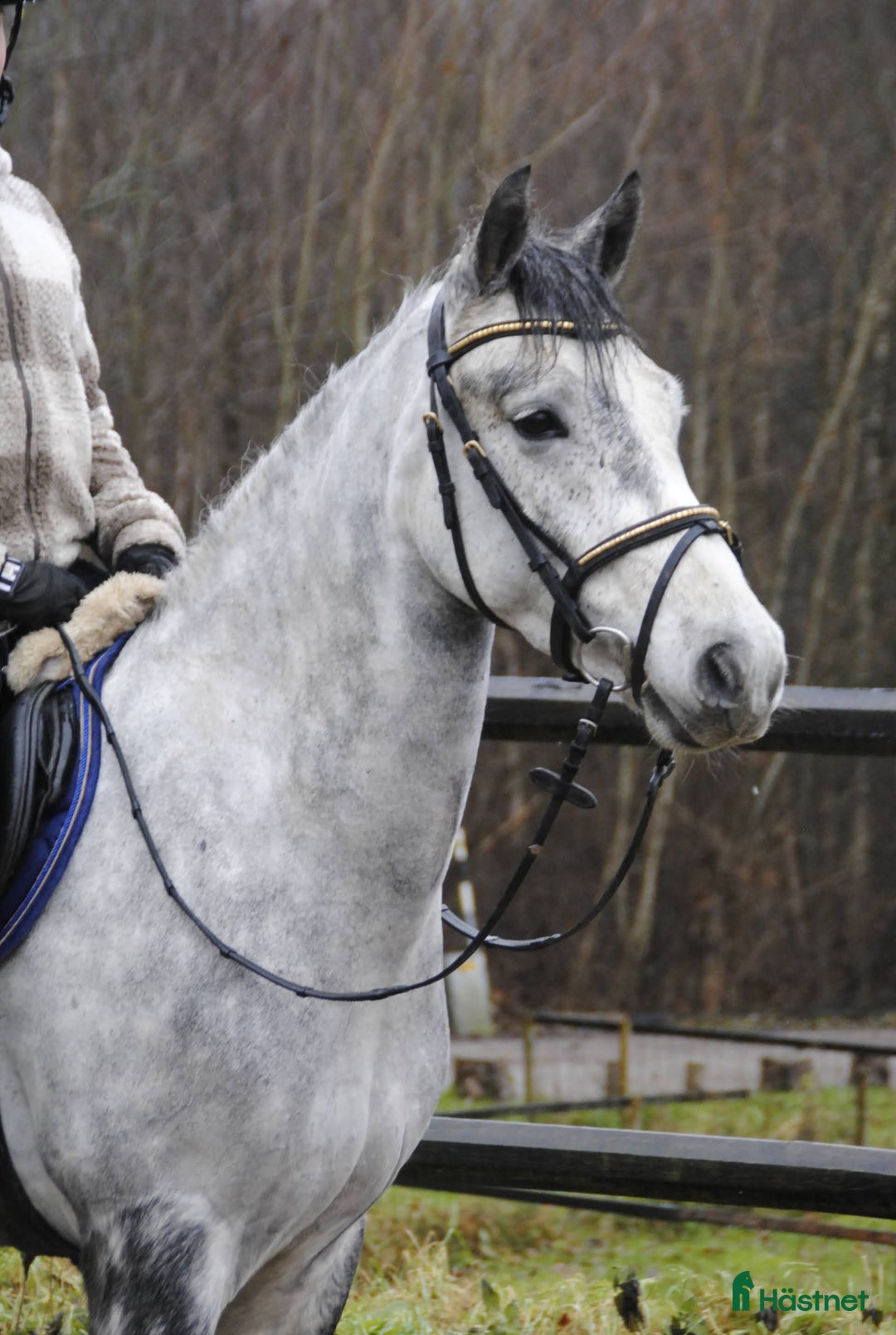 Allround hästar till salu: Snygg sportponny i Odensbacken - Annons 2