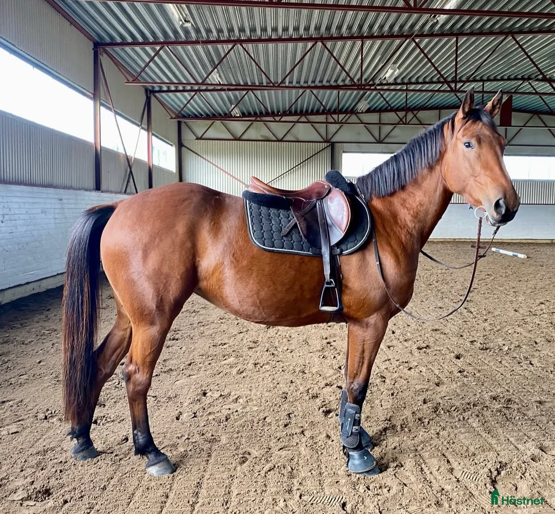 Hoppning hästar till salu: Okomplicerad, hinderklok och ärlig unghäst  - Annons 3