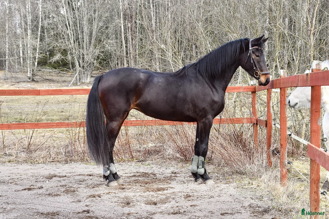 Dressyr hästar till salu: Elegant sto! - Annons 1