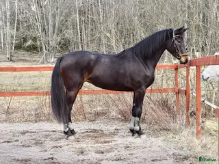 hästar Snyggt och lovande sto. - Annons 4