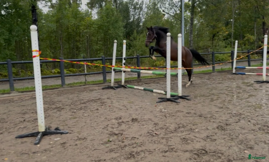 Hoppning hästar till salu: Lovande 2-årigt SWB-sto efter Diero lux N - Annons 1