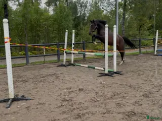hästar Lovande 2-årigt SWB-sto efter Diero lux N - Annons 6