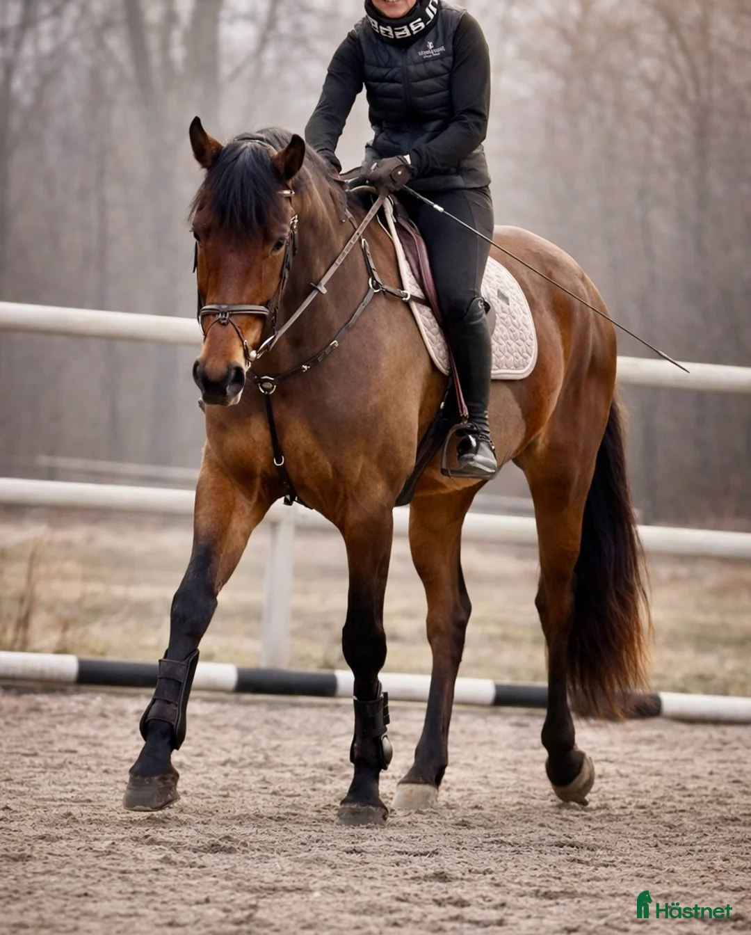 Hoppning hästar till salu: 5 årigt sto e. Capriolo VDL-Carẽme  - Annons 2