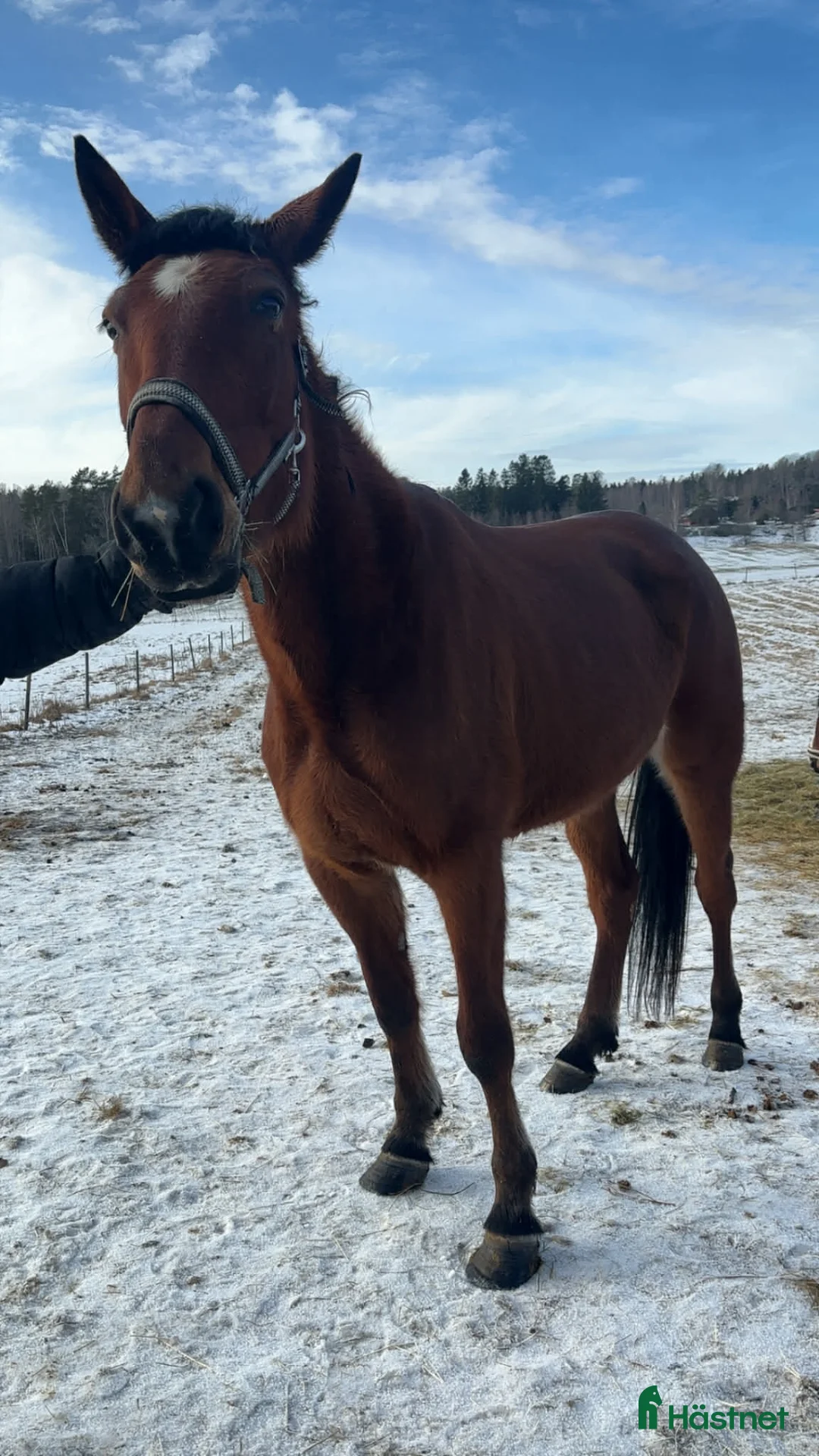 Allround hästar till salu: Ung ridtravare  - Annons 4