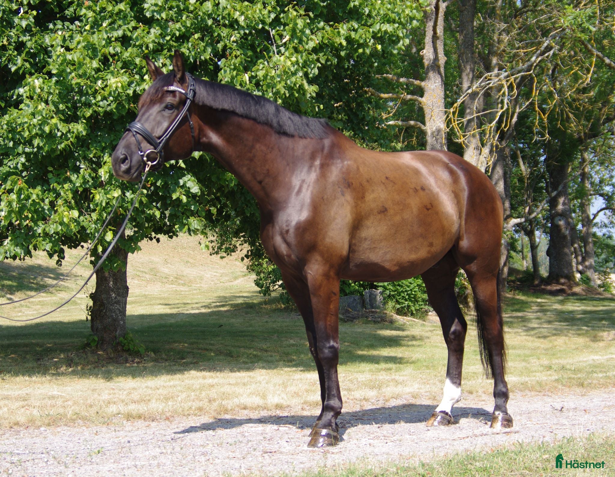  hästar Snäll och trygg dressyrvalack - Annons 2