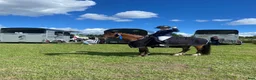 Dressyr hästar till salu: Dressyrponny/lyxig hobbyhäst  - Annons 5