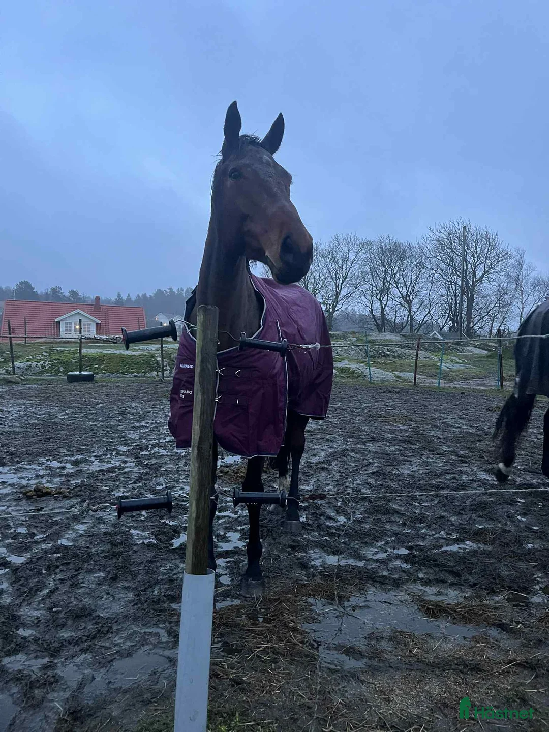 Allround hästar till salu: Personligt fullblodssto med mycket känsla - Annons 2