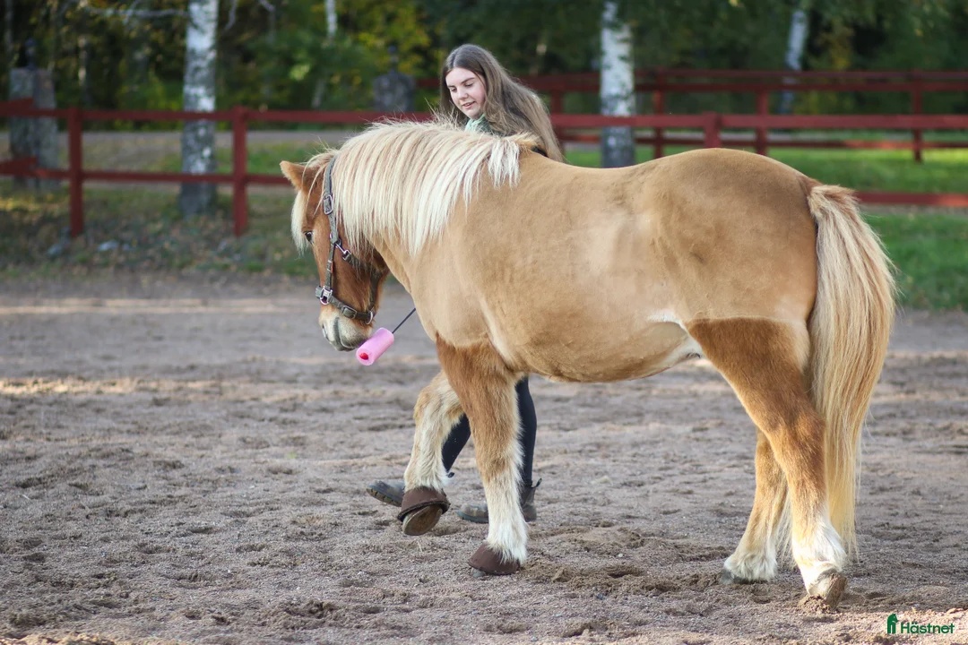 Övrigt hästar sökes: Söker stor islandshäst(ev annan ras)  - Annons 5