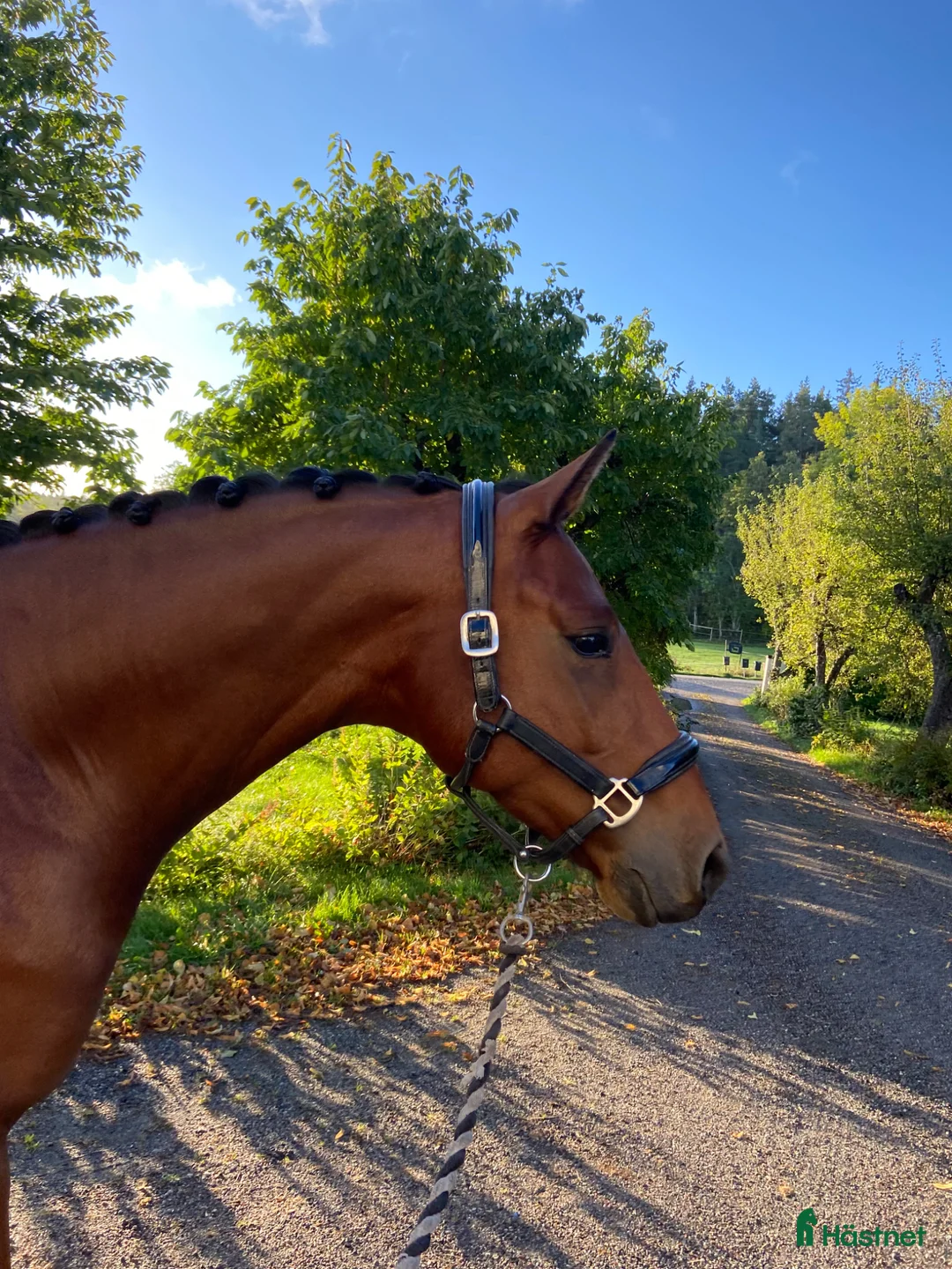 Sällskap hästar till salu: Fin dressyrhäst utlånas som sällskap  - Annons 5