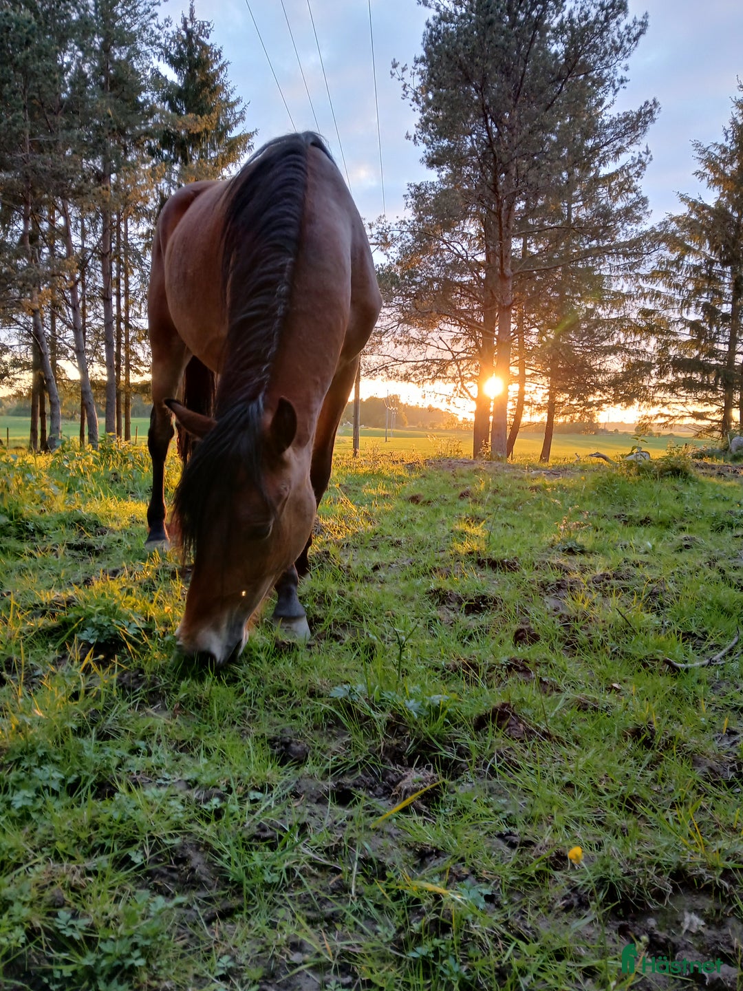 Allround hästar till salu: Kigermustang i Vedum - Bild 7