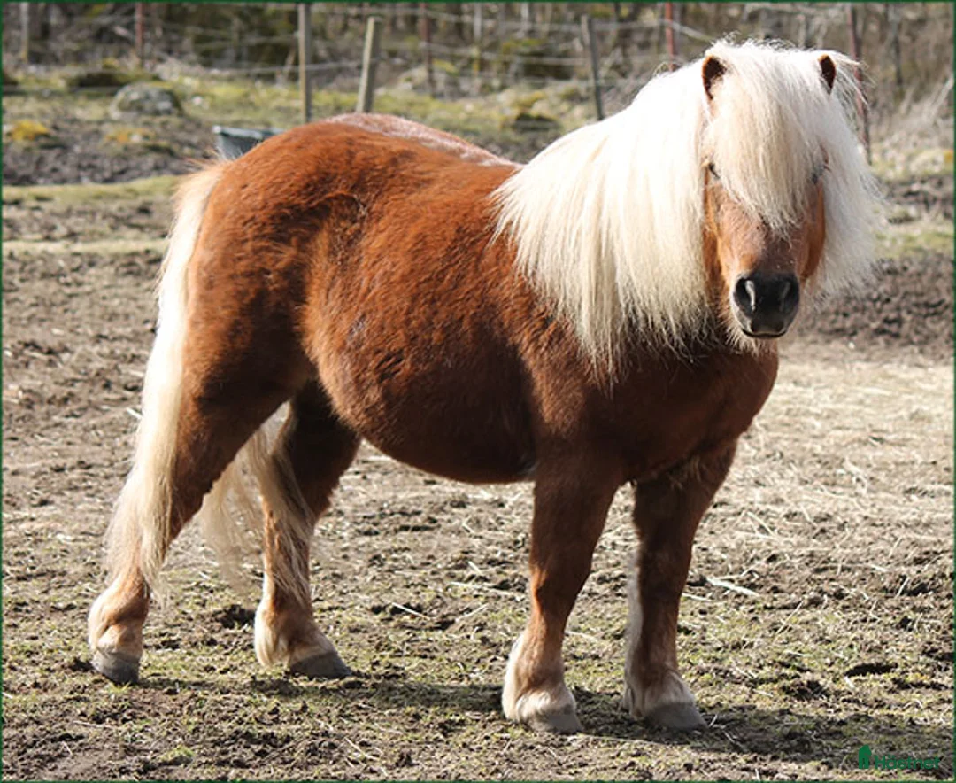 Allround hästar till salu: Drömponny - Annons 3