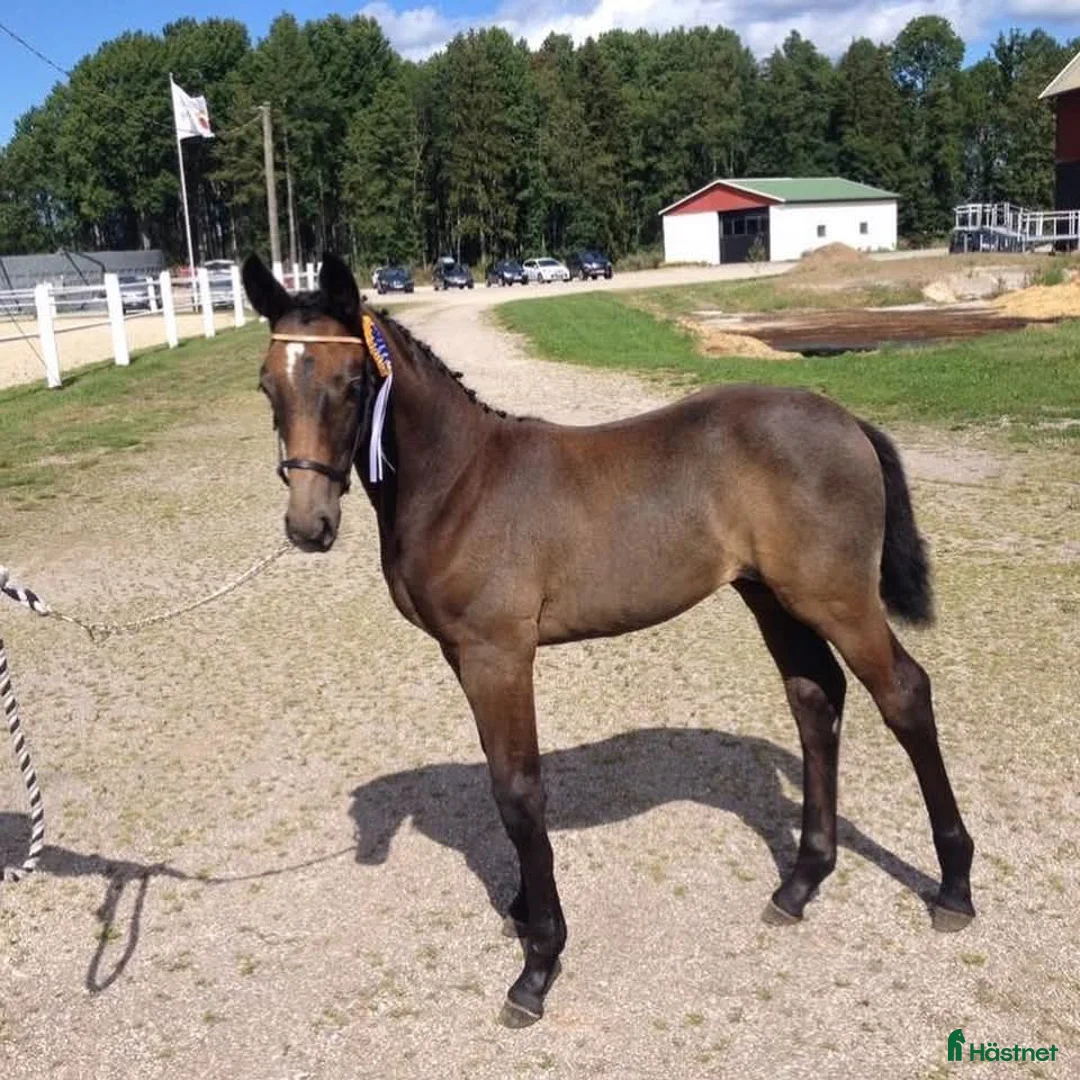 Avelshästar hästar till salu: Fint sto till avel - Annons 6