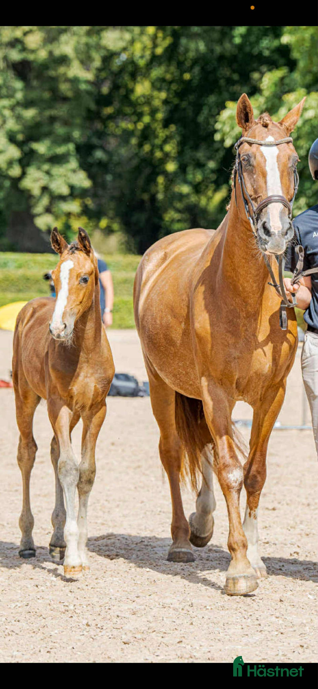 Hoppning hästar till salu: Ett föl för framtiden  i Ambjörnarp - Annons 4