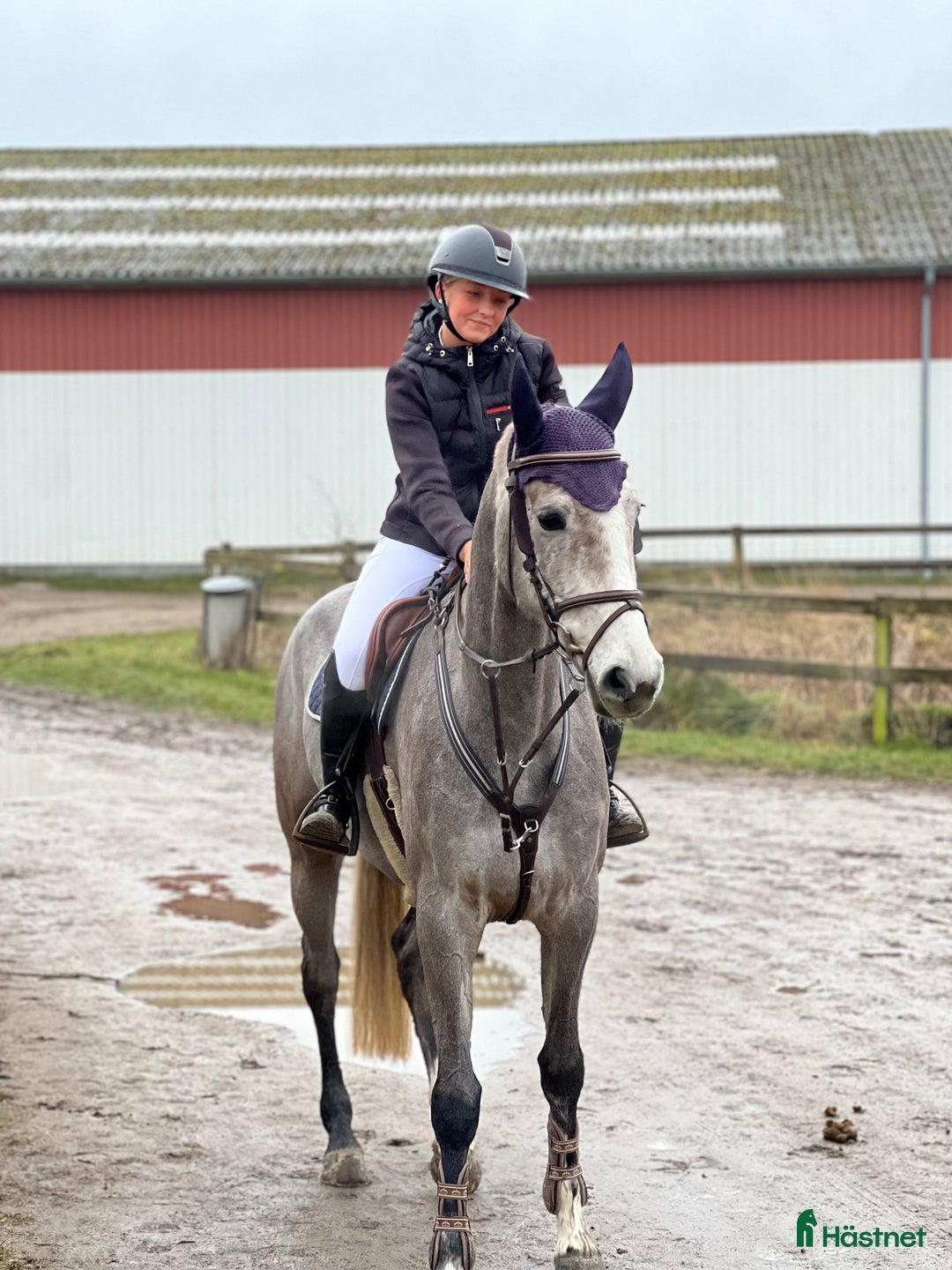 Hoppning hästar till salu: Youngster forsale  - Annons 5