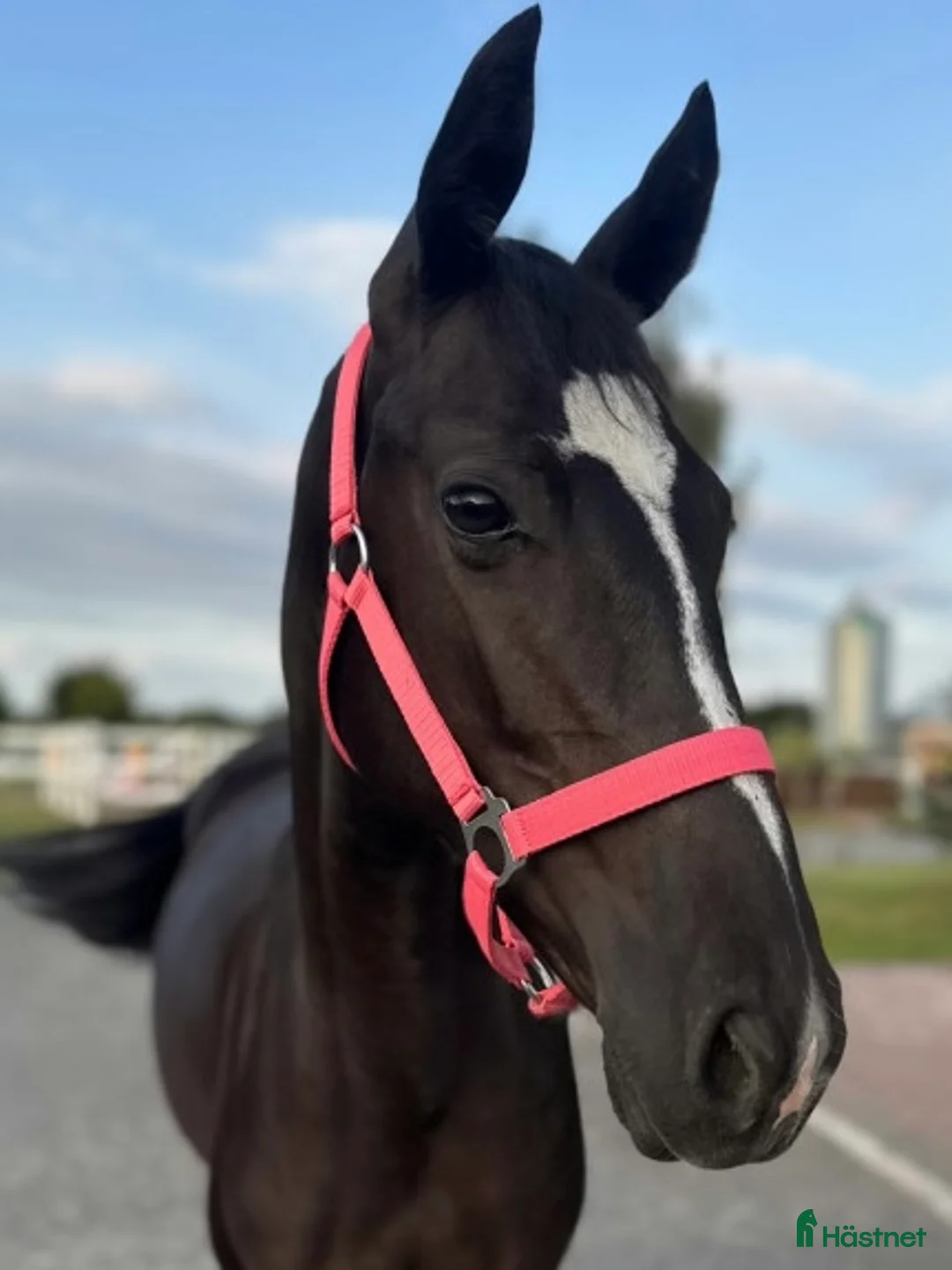 Övrigt hästar till salu: Lovande sto i Kristianstad - Annons 2