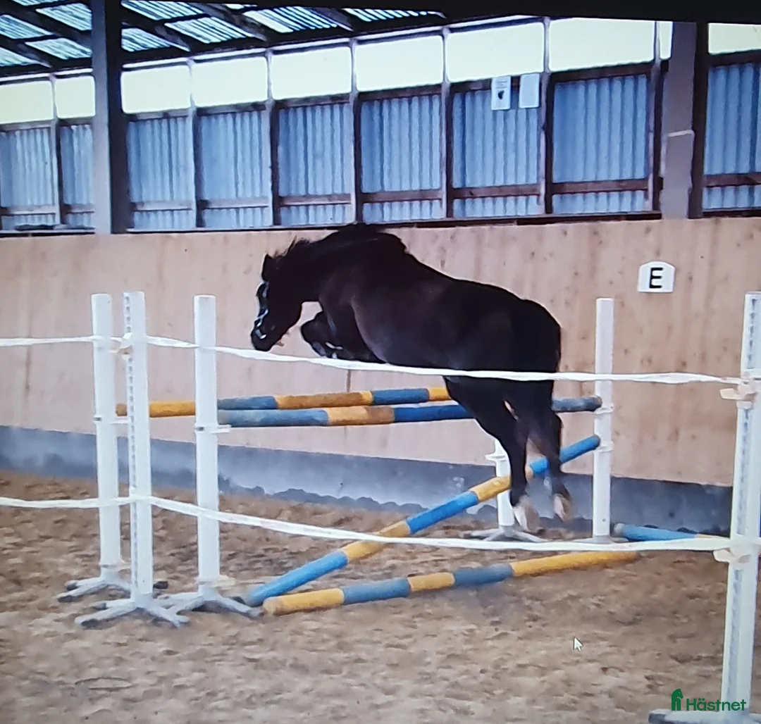 Hoppning hästar till salu: Bästa ponnyn söker ny kärleksfull familj  - Annons 3