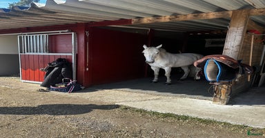  hästar i Norrköping - Annons 9