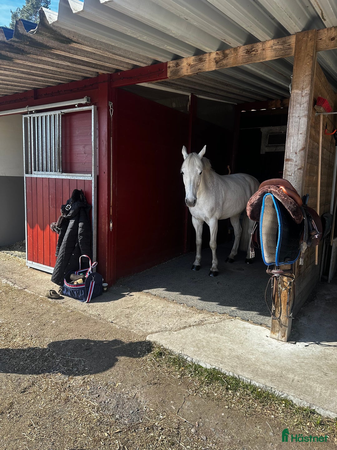 Hoppning hästar till salu: Tävlingsponny och bästa vän  i Norrköping - Annons 3