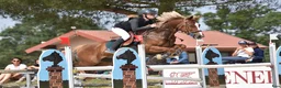 Hoppning hästar till salu: Competitive 138 C Jumpinv Pony in France  i Stockholm - Annons 1