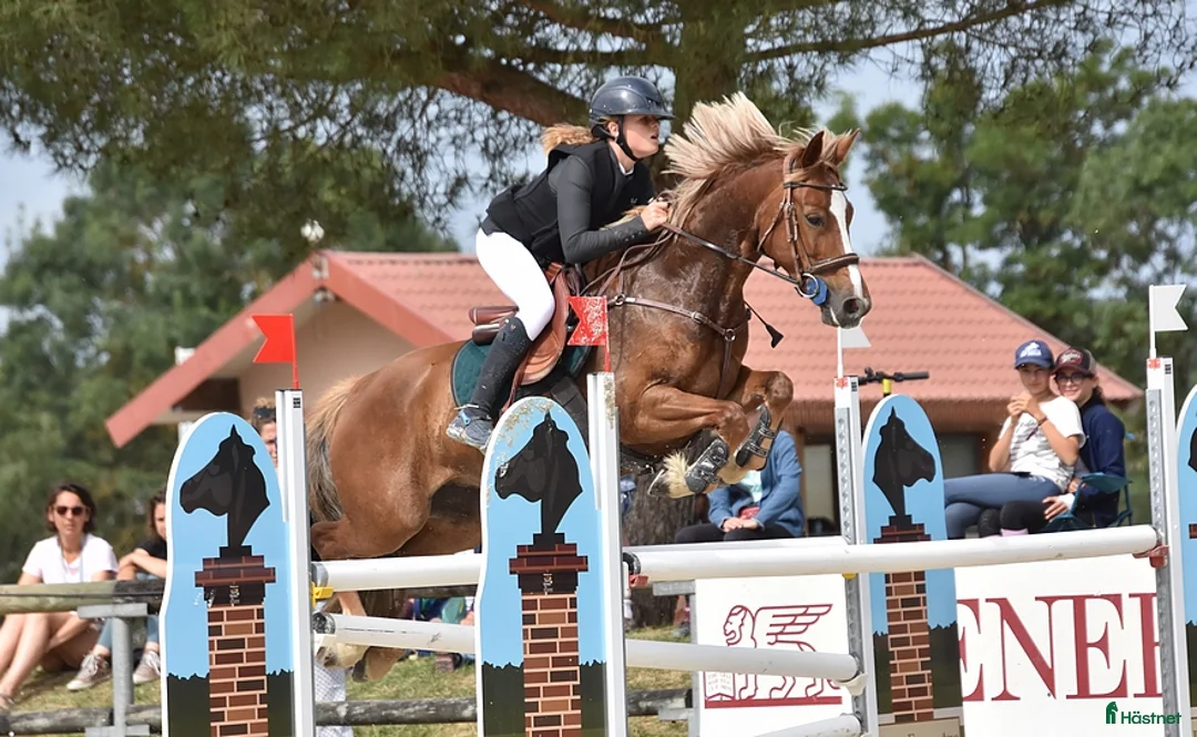 Hoppning hästar till salu: Competitive 138 C Jumpinv Pony in France  i Stockholm - Annons 1