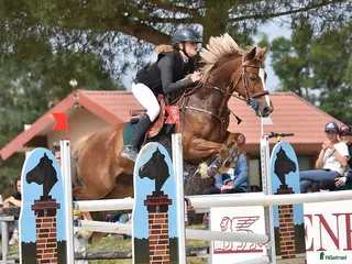 hästar Competitive 138 C Jumpinv Pony in France i Stockholm - Annons 11